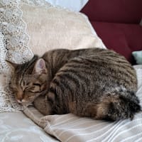 スペシャルごはん！
