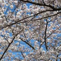 2024年桜③＆桜のトンネル良いニャ(=^・^=)(=^・・^=)