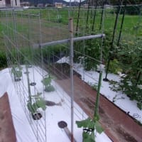 アライグマに決まりですね