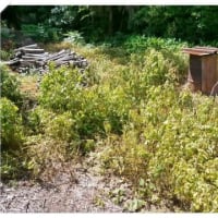 除草剤の効果