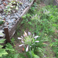 植木鉢のペチュニア　と　土手のアカパンサス