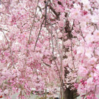 今年の桜　2種