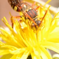 懸命！…花粉まみれのハチ