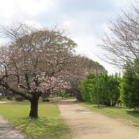 桜が咲いていました。