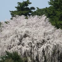 さくら