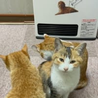 子にゃんこたち