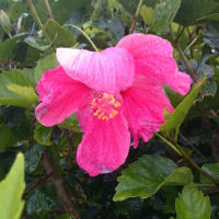 屋久島の梅雨景色　～お花～