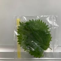6月１１日（水）練習風景