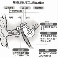 『７５歳↑の半数が難聴』『伝音難聴』『感音難聴』