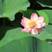 花散歩・２０２５大賀ハスまつり