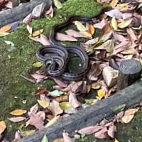 シマヘビ
