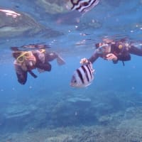 人気の水納島シュノーケリングとファンダイブ