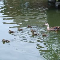 アメリカデイゴが満開に