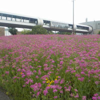 大陶器市(その１)