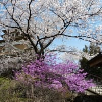 高島城公園の桜(満開＆花吹雪）2020