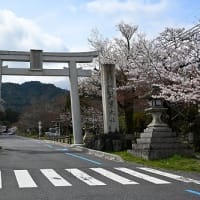 日吉大社参道（比叡坂本）の桜