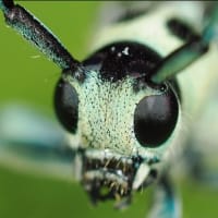 カラムシにいたラミーカミキリ