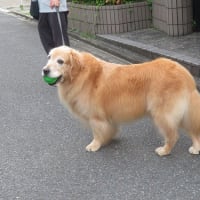 暑さがひと段落したと思ったら梅雨が戻ってくるらしい