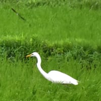 シラサギとツバメ