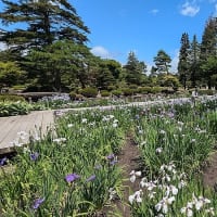 藤田記念庭園の花菖蒲