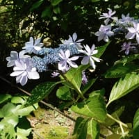 梅雨の花　紫陽花　（名勝　縮景園）　2