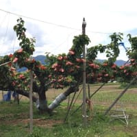 春から夏へ