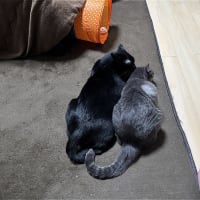 なかよしｗ