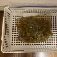 梅干しを作る