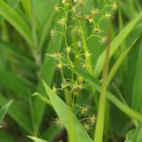 食虫植物  イシモチソウ