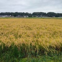 【早期湛水深水管理】自然栽培米田んぼ