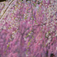 青森・北海道の撮影旅行その８