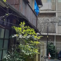 井戸が有った家とまるヒとモジョモジョ