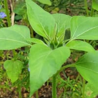 生きることの本質とは