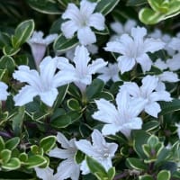 庭の花～ハクチョウゲ（白丁花）、シロバナシラン、シラン、サツキ
