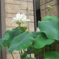 退院後の散歩