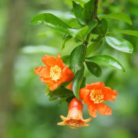 花びらが散ったあとは