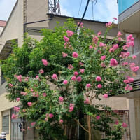花勢まし花束の如サルスベリ