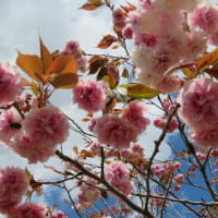 八重桜を観ながら歩く