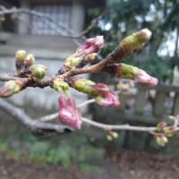 ウォーキングコース今日の桜の開花情報