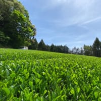太陽のめぐみ✨🌱✨