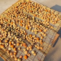 稲の葉っぱにとまる紅シジミ蝶