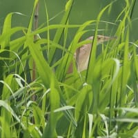 コアジサシ、ヨシゴイなど