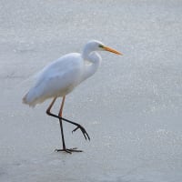 G沼より～渡り鳥さんありがとう。