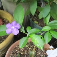 入梅直前のわが家の花々
