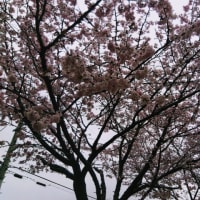 札幌で満開の桜を観測