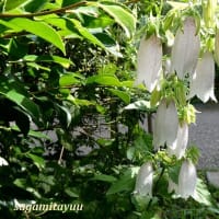 「相模原麻溝公園」では「ホタルブクロ」が数十輪開花！！