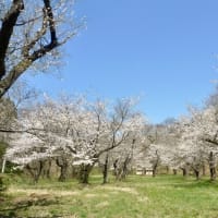 山楯城址公園の桜満開！