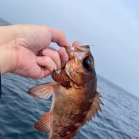 メバルは、もう釣れるのか？