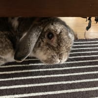 小屋にいないと思ったら…