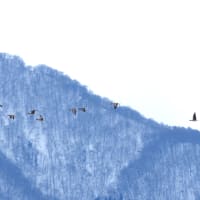 G沼より～渡り鳥さんありがとう。